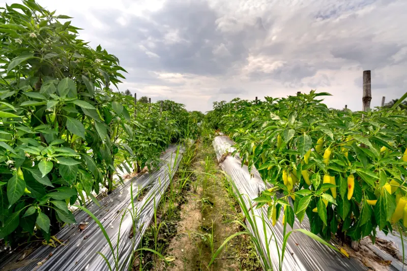 农用地膜与滴灌带选型指南：西南地区种植户如何匹配作物需求正文配图 2