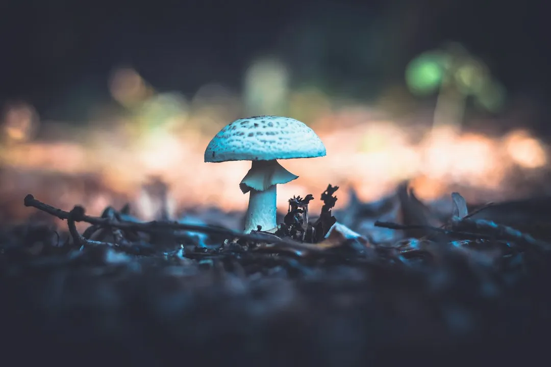 农用地膜覆盖结合微喷带灌溉对作物增产效果的对比研究